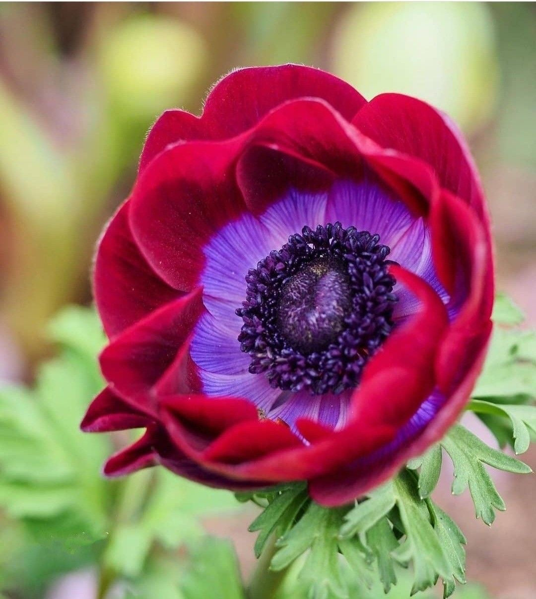 Close-up of a red and purple flower with a blurred green background