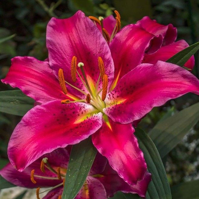 Close-up of a vibrant pink lily flower with green leaves.