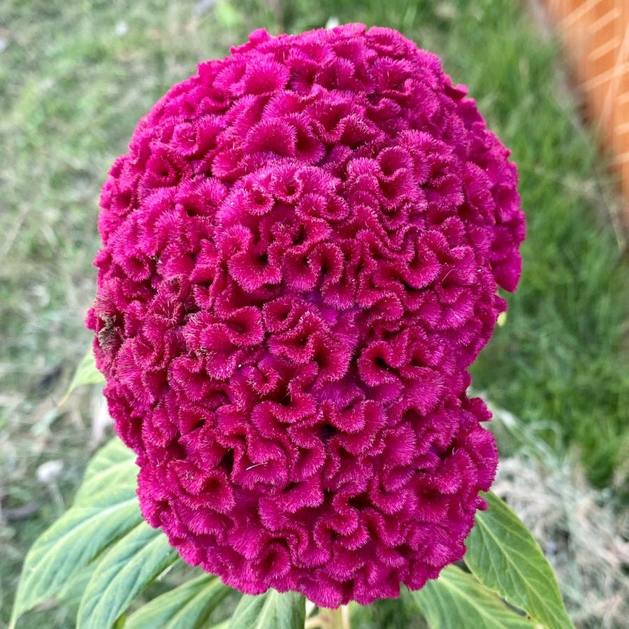 Close-up of a vibrant purple cockscomb flower with green leaves on a blurred natural background