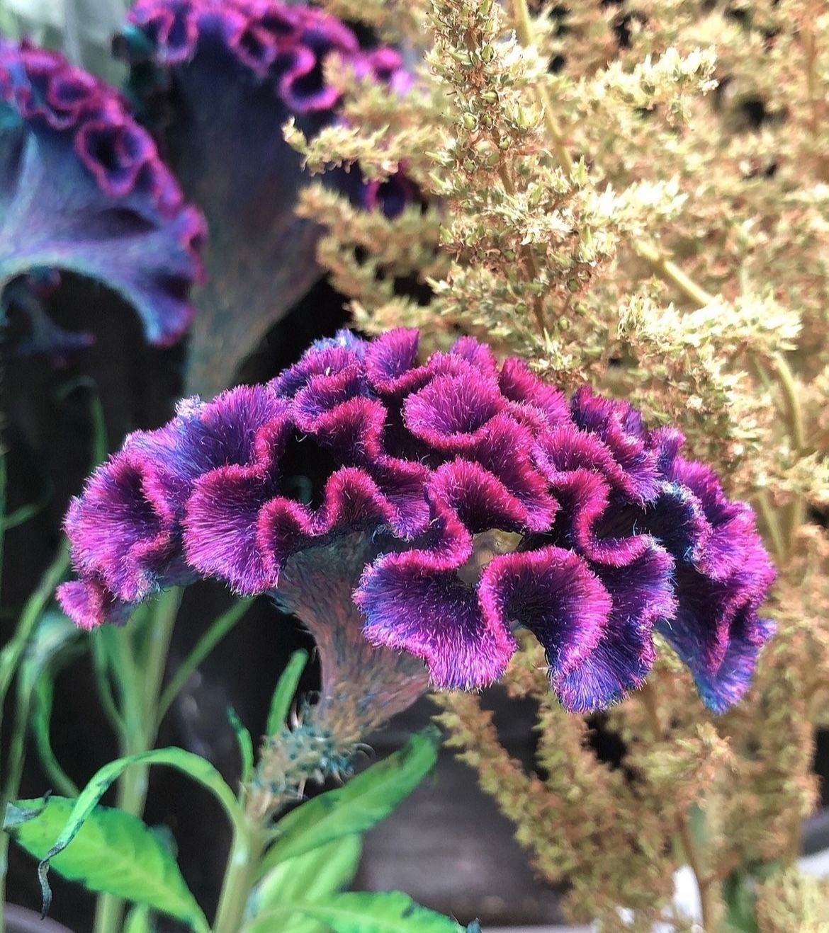 Close-up of a vibrant purple flower with a blurred background
