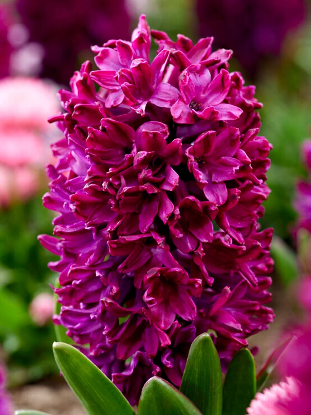 Close-up of a vibrant purple hyacinth flower with green leaves.