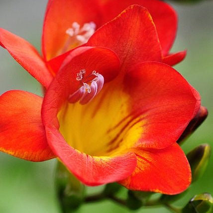 Close-up of a vibrant red and yellow flower with a blurred green background