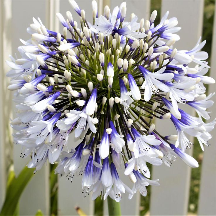 Close-up of a white and purple flower with a blurred white fence in the background
