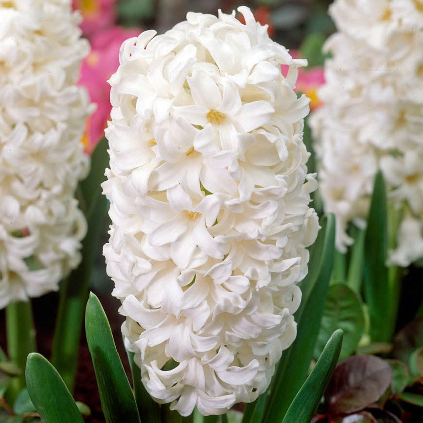 Close-up of a white hyacinth flower with green leaves.