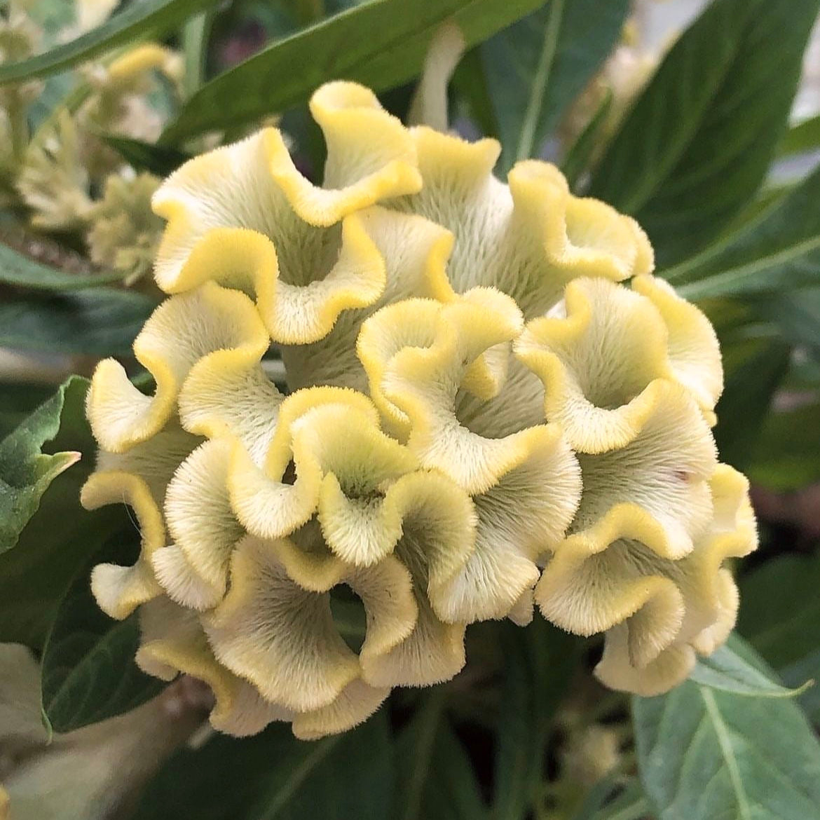 Close-up of a yellow flower with green leaves in the background