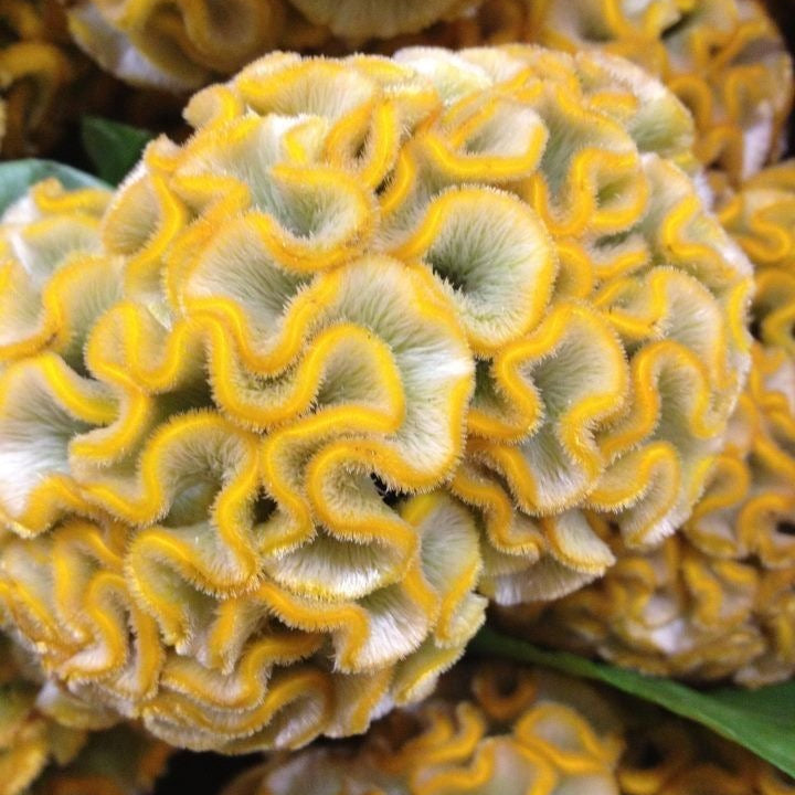 Close-up of coral with yellow edges on a green leaf background