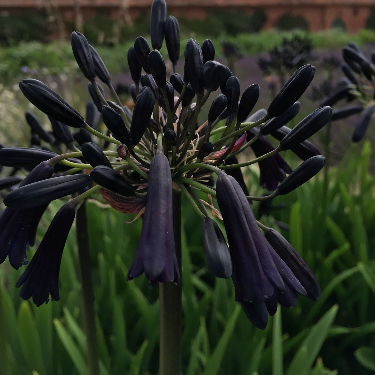 Close-up of dark purple Agapanthus flowers with green leaves in the background