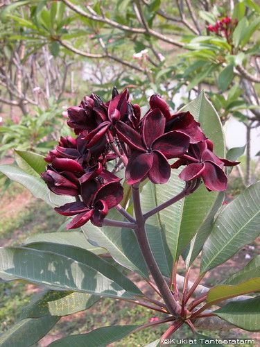 Close-up of dark purple flowers with green leaves in a natural setting