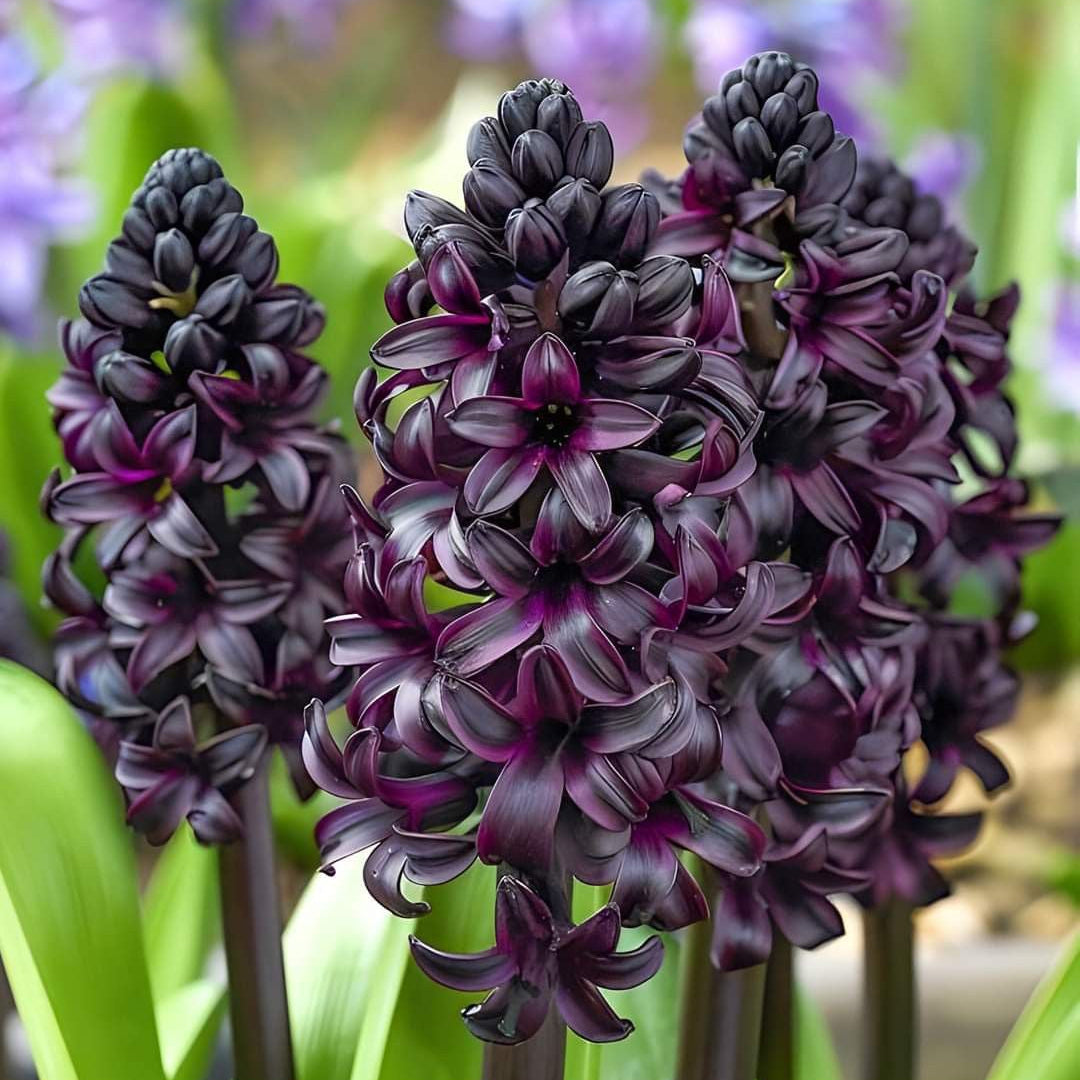 Close-up of dark purple hyacinth flowers with green leaves.