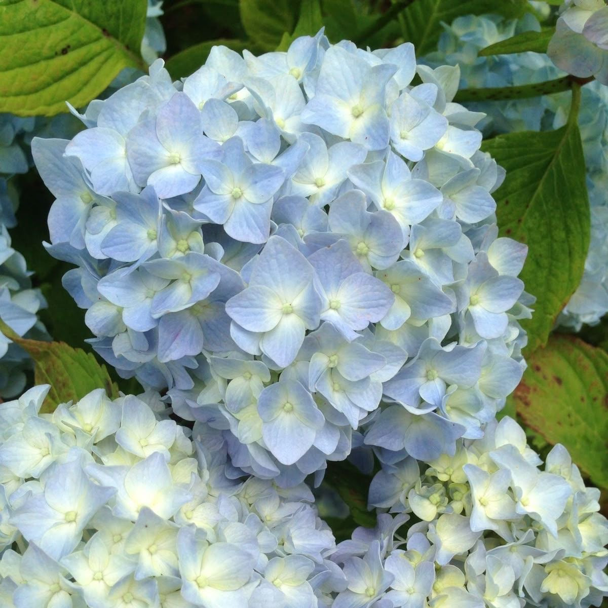 Close-up of light blue hydrangea flowers with green leaves.