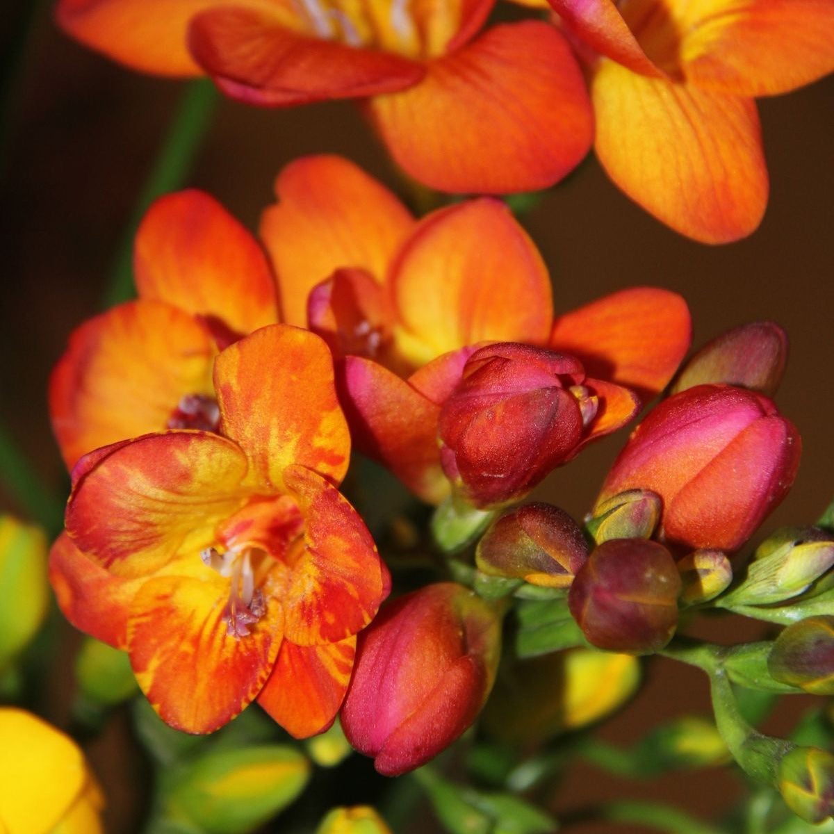 Close-up of orange and red flowers with green leaves