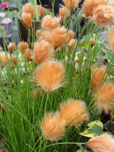 Close-up of orange bunny tails plants with green grass in the background