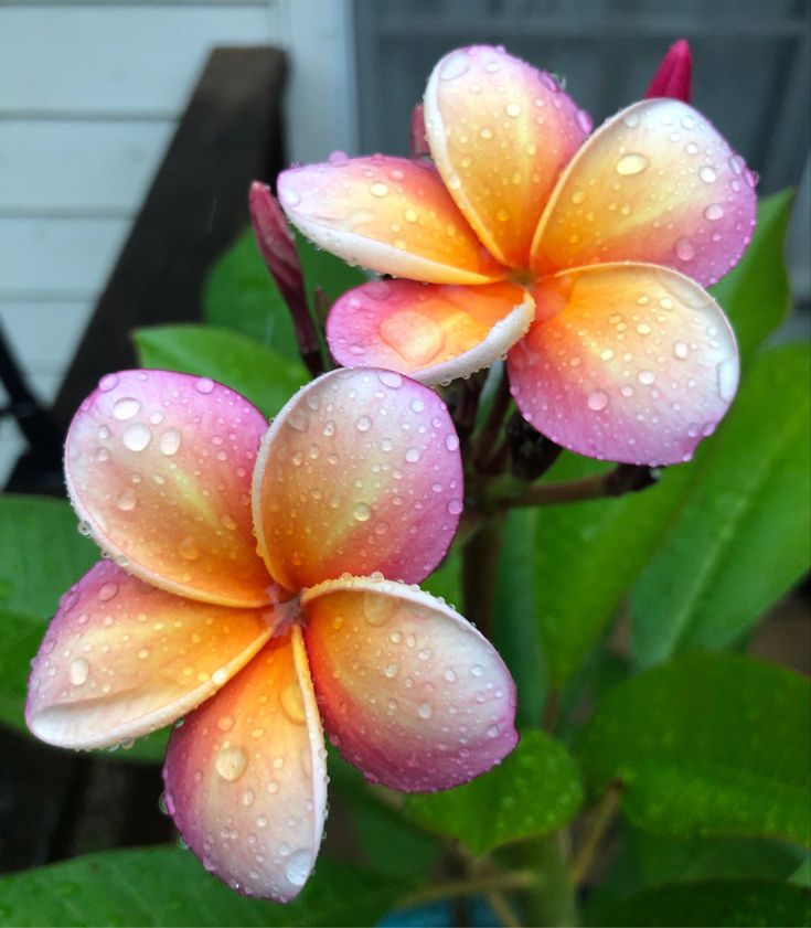 Close-up of pink and orange flowers with water droplets on leaves.