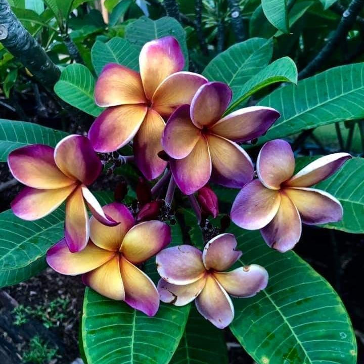 Close-up of pink and purple flowers with green leaves
