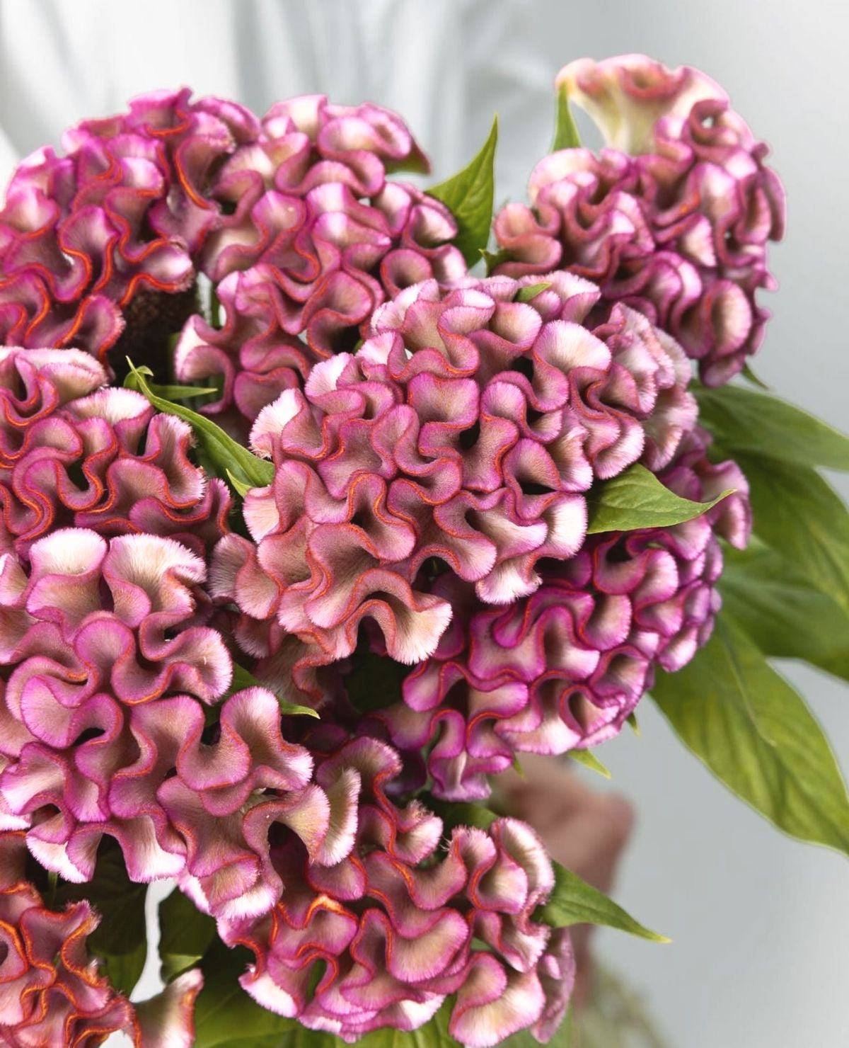 Close-up of pink and purple flowers with green leaves on a blurred background