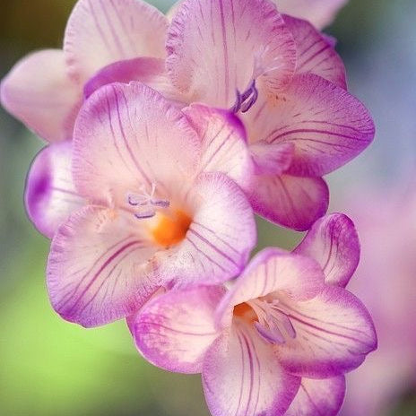 Close-up of pink and purple orchids with a blurred background