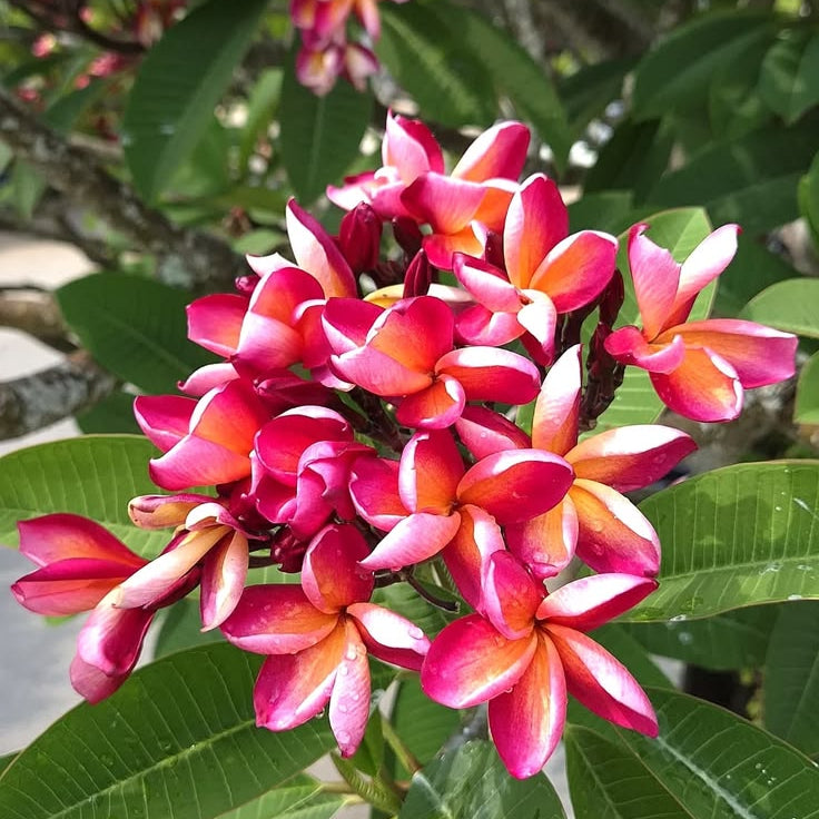 Close-up of pink and red flowers with green leaves