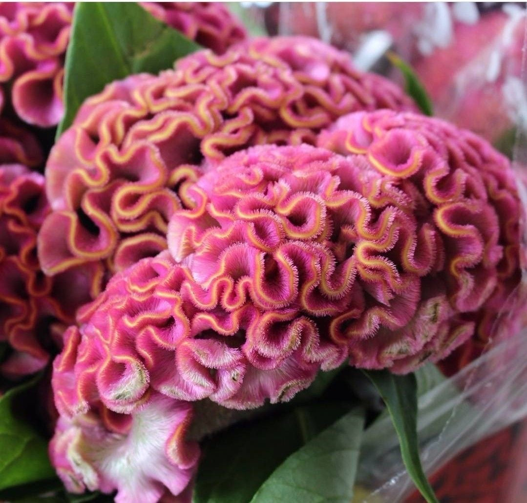 Close-up of pink and red flowers with wavy texture
