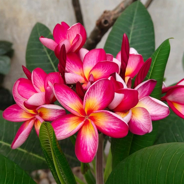 Close-up of pink and red frangipani flowers with green leaves.