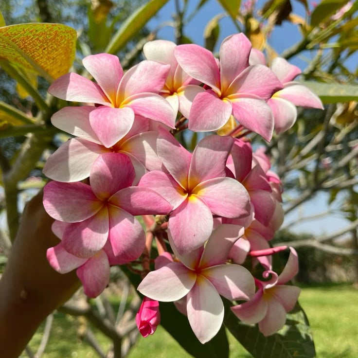 Close-up of pink and white flowers with green leaves in the background