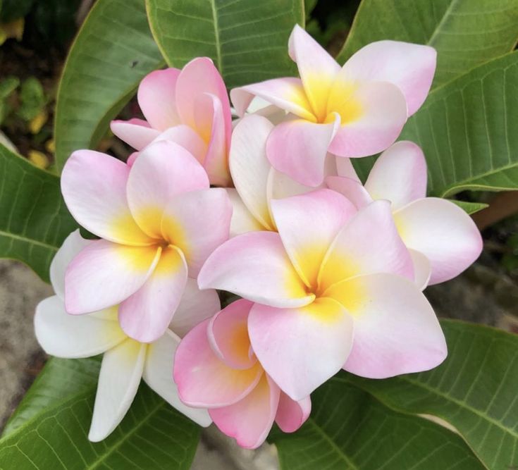 Close-up of pink and white flowers with yellow centers on a green leafy background
