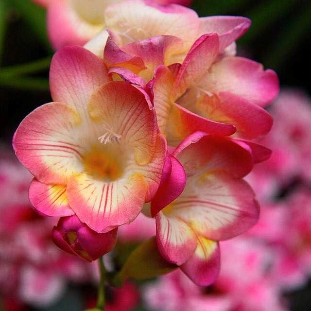 Close-up of pink and yellow flowers with a blurred background