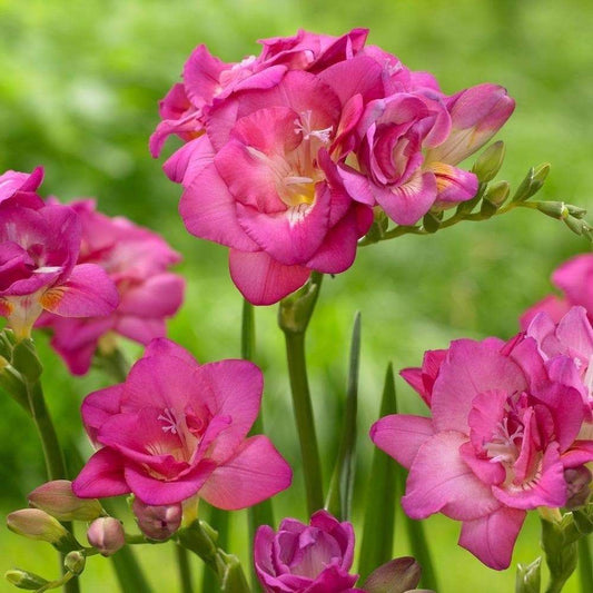 Close-up of pink flowers with a blurred green background