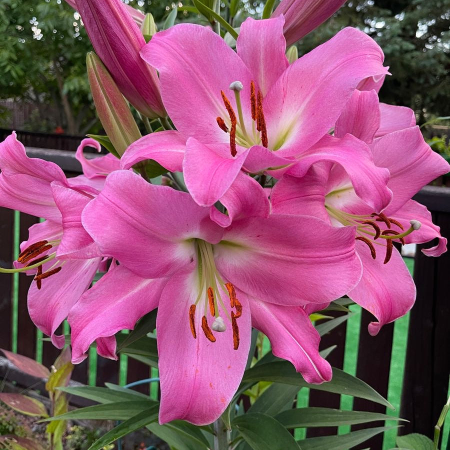 Close-up of pink lilies with green foliage in the background