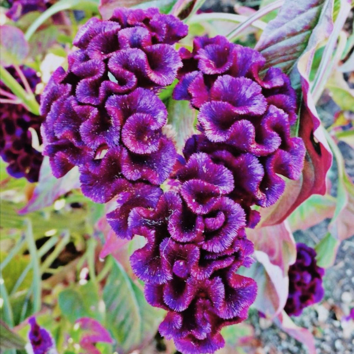 Close-up of purple flowers with green leaves in the background