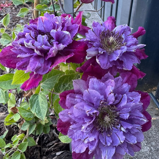 Close-up of purple flowers with green leaves on a blurred background