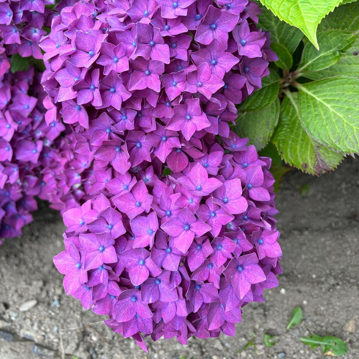 Close-up of purple hydrangea flowers with green leaves.