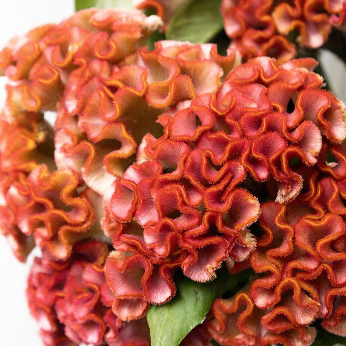 Close-up of red and orange flowers with green leaves on a white background