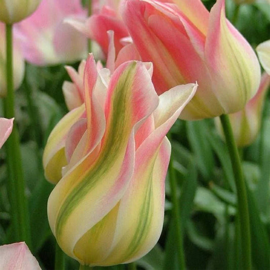 Close-up of striped pink, yellow, and green tulips with a blurred background