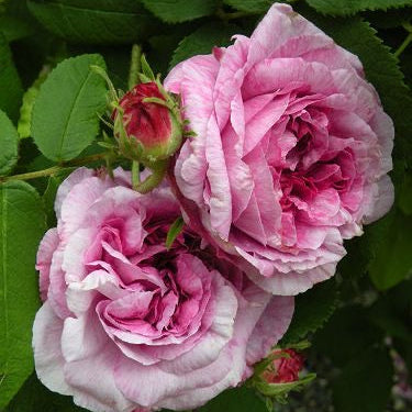 Close-up of two pink roses with green leaves in the background