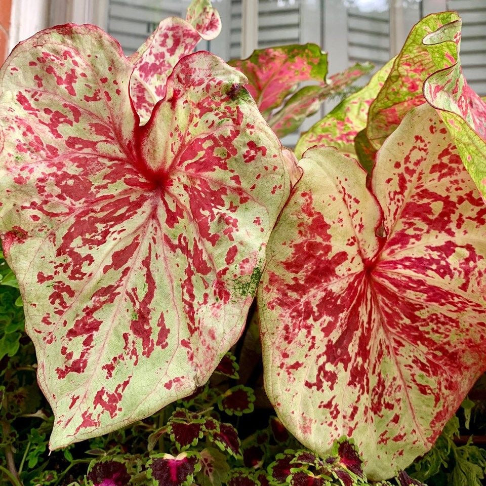 Close-up of two polka dot plants with pink and green speckled leaves.