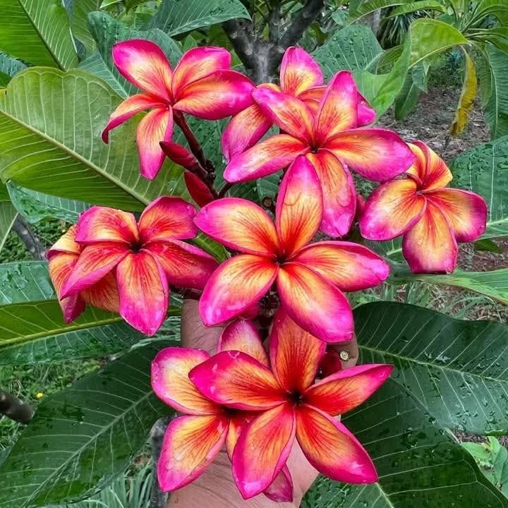 Close-up of vibrant pink and orange flowers with green leaves in the background
