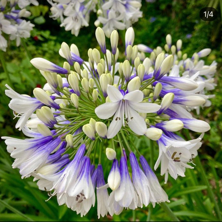 Close-up of white and purple Agapanthus flowers in a garden setting.