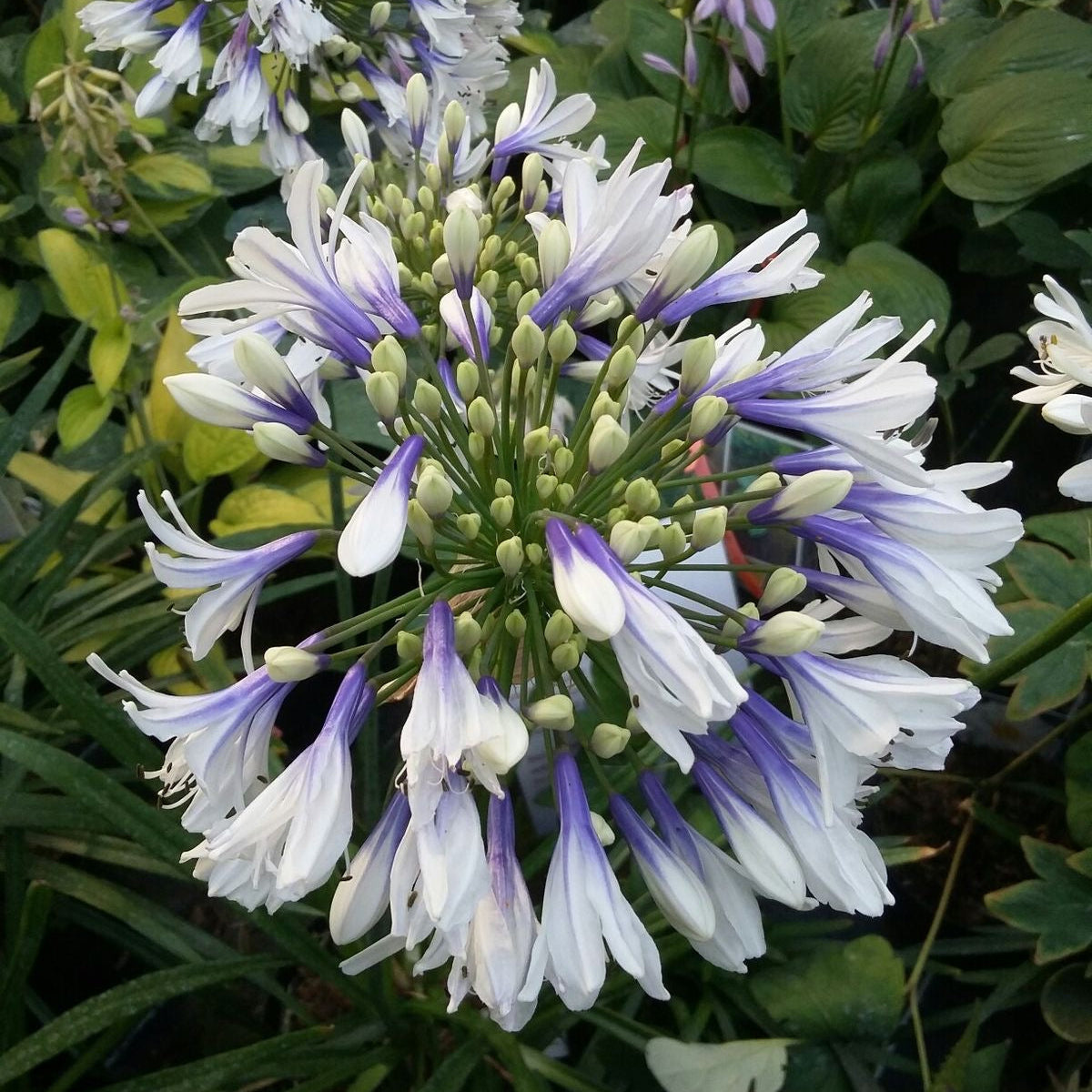 Close-up of white and purple flowers with green leaves in the background