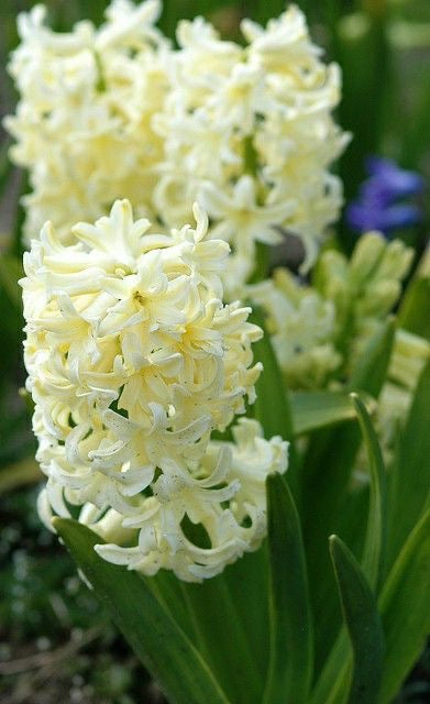 Close-up of white hyacinth flowers with green leaves.