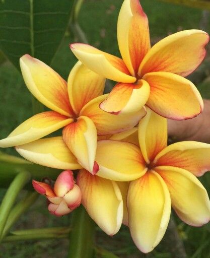 Close-up of yellow and red plumeria flowers with a blurred green background