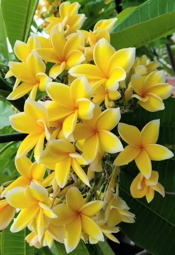 Close-up of yellow flowers with green leaves in the background