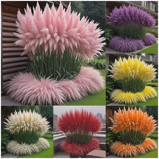 Collage of various colored feather grass plants in different settings.