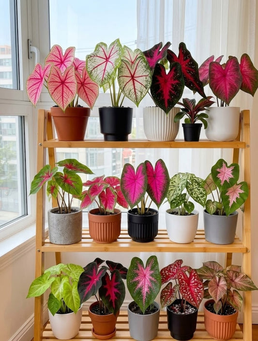 Collection of potted plants on a wooden shelf by a window