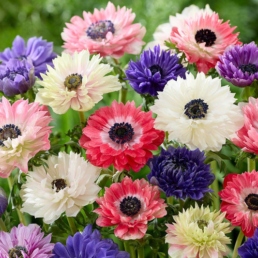 Colorful bouquet of flowers including anemones and daisies with a blurred green background