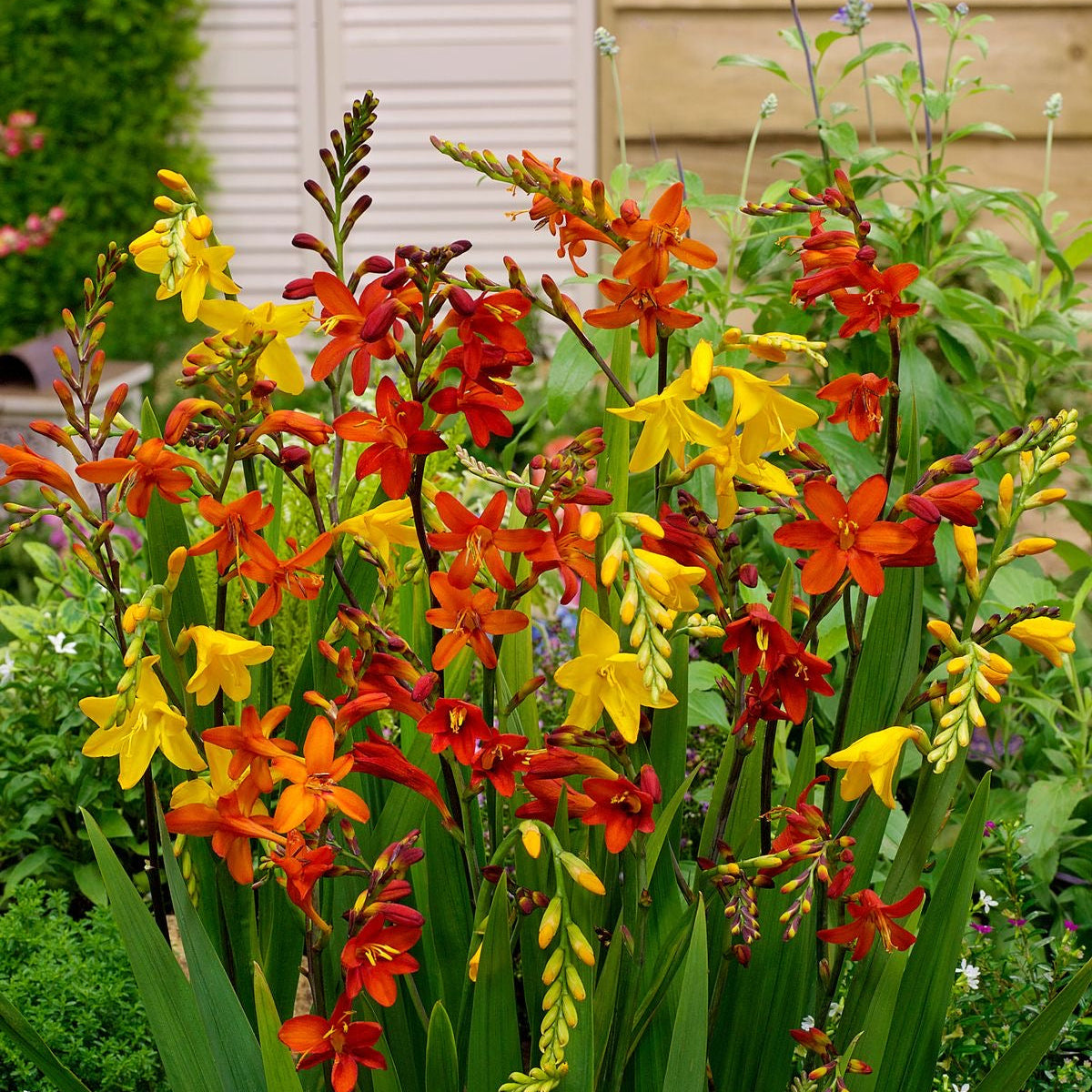 Colorful flower garden with red, yellow, and orange flowers in a garden setting.