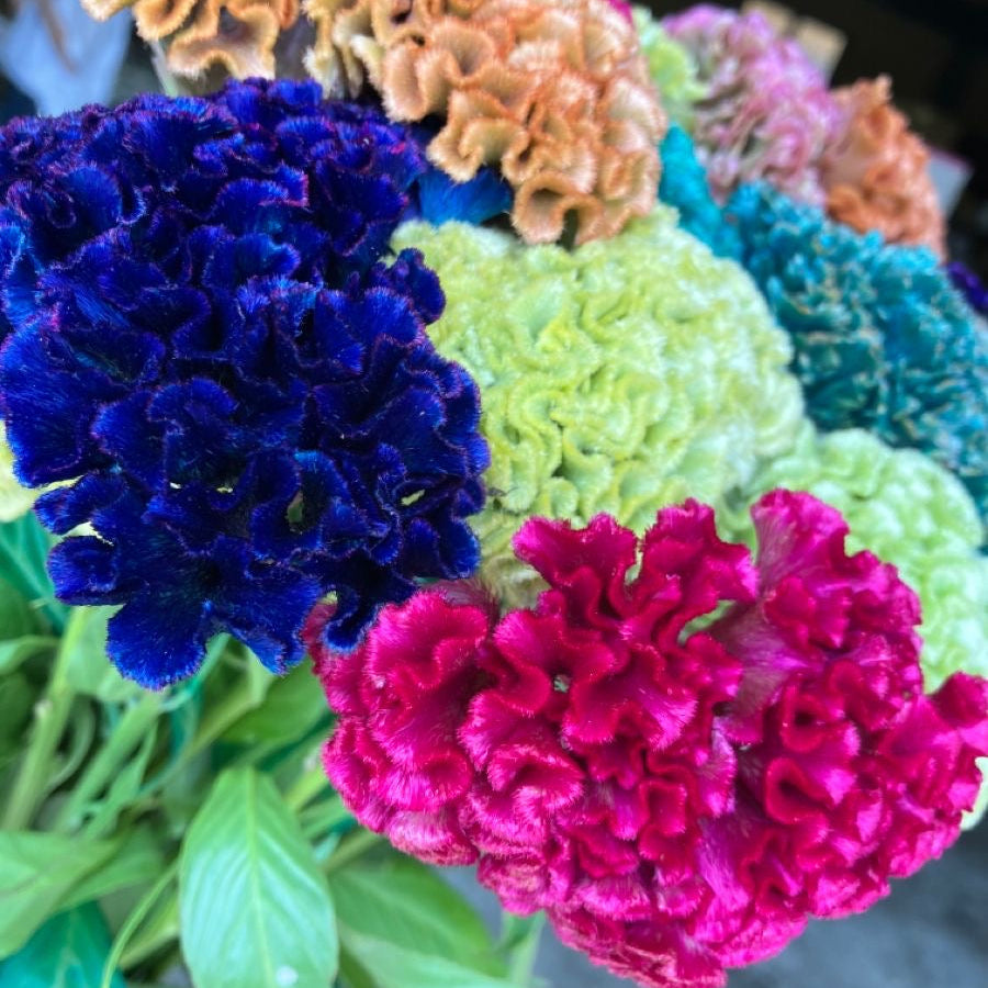 Colorful flowers including blue, pink, and green in a close-up shot.