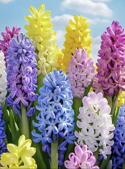 Colorful hyacinth flowers against a blue sky with white clouds