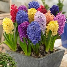 Colorful hyacinth flowers in a pot outdoors