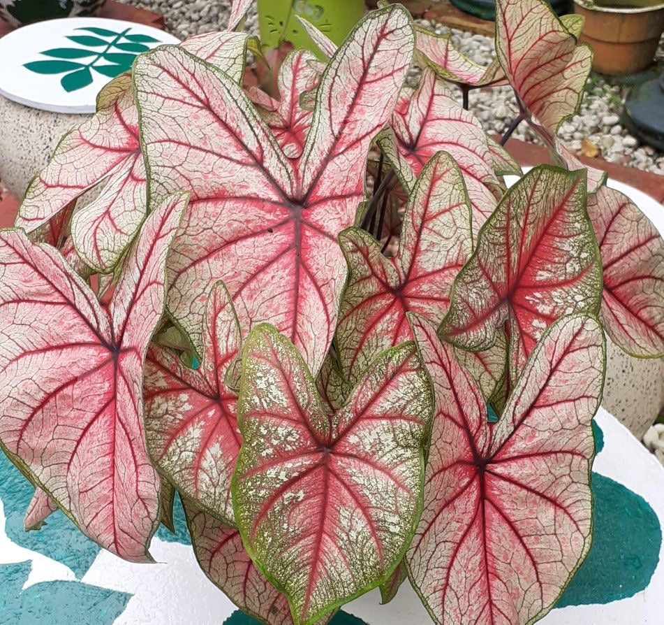 Colorful leaves with pink, green, and red patterns on a textured surface.