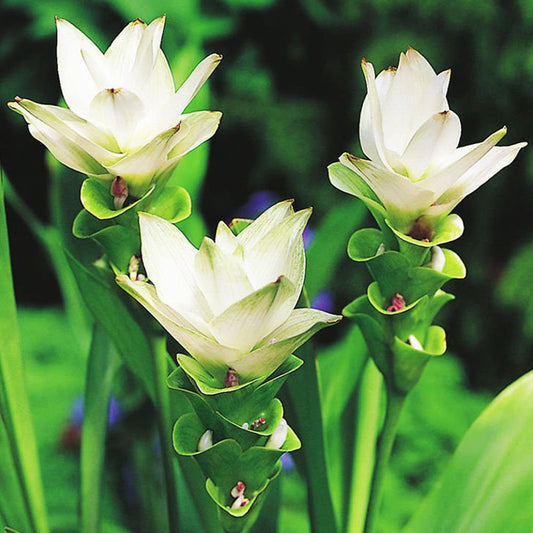 Curcuma White Flower Bulbs Pack of 2 Bulbs